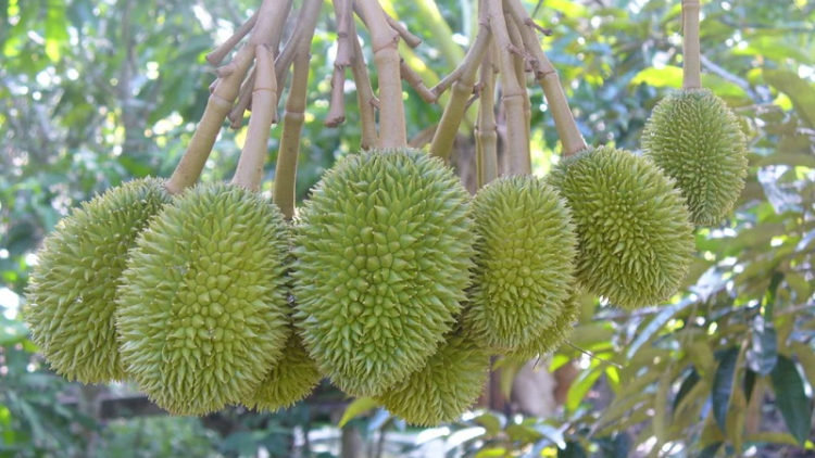 Jalan ngak halei piah langyah kanduh boh durian hu kein lagaih ka bruk sản xuất