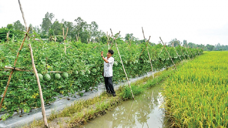 Binh Thuan salih tapa pala dom janih phun mbang daoh, njam patam diuk hu dalam pandiak bhang