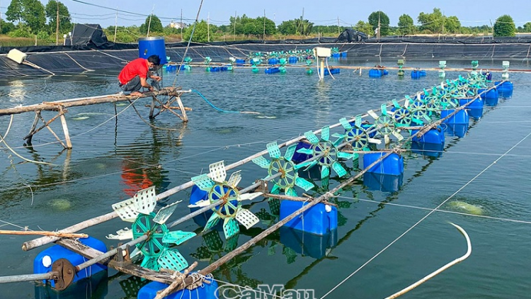 Ca Mau: urang nong ngak mbang tagok meng hu pato raong hadang, rieng