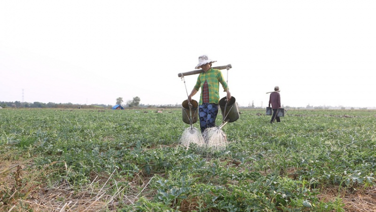 Ngak nong di bhum taneran kraong CL palagaih haong pandiak bhang, ia njom mbak
