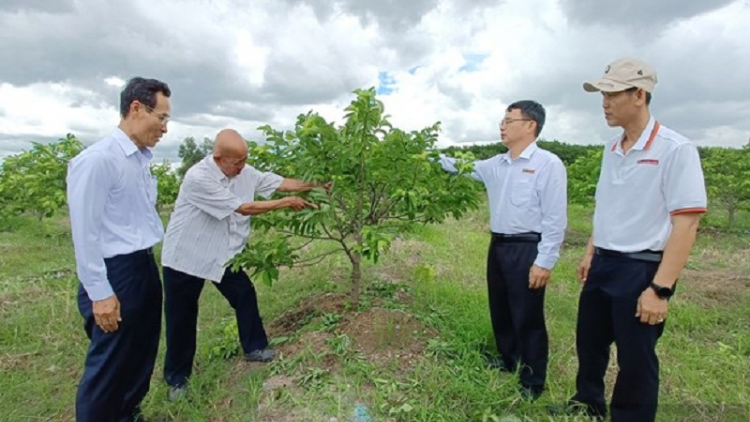 Urang ngak nong lavik thun pala glai tapen danao Dau Tieng