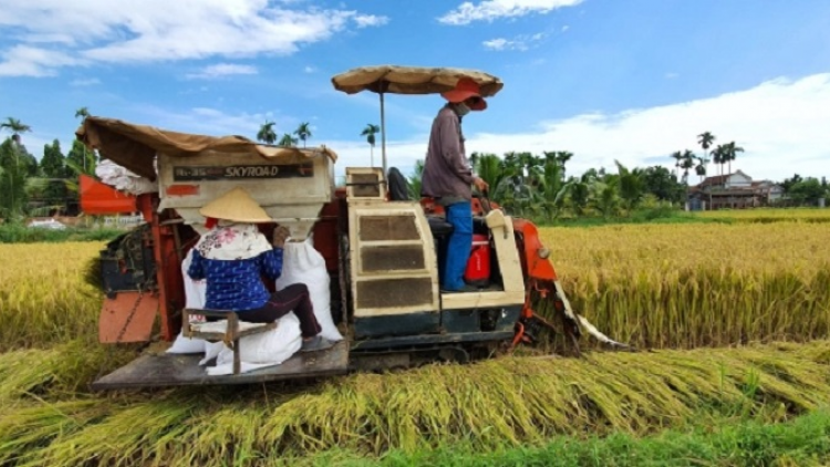 Ninh Thuận daong urang nong ngak padai chat luong glaong