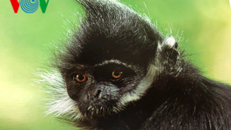 Khaw tin 19h harei 16/12