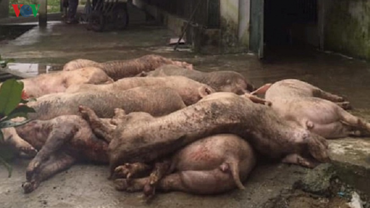 Sơn La: Zooi zúp 14 tỷ đồng đoọng ha zâp pr’loọng b’băn bil hư tu pr’lúh pa zrúah châu phi cóh a’ọc