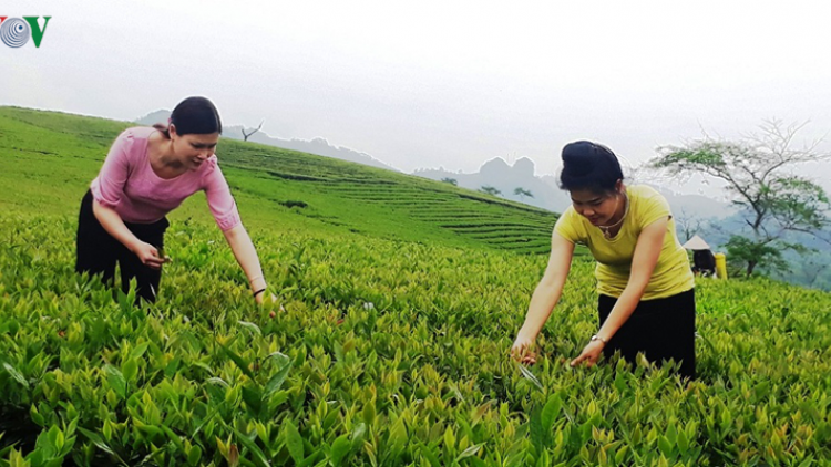 Yên Bái: K’ha riêng héc ta chè xêu ha la, cắh vêy choom tu nhum t’mêê tu p’răng púih đanh đươnh