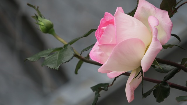 T'RUÍH PA XUL ZẤP T'NGAY 16/7/2019