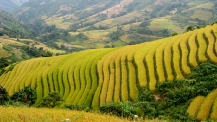 Zr’lụ da ding k’coong Xím Vàng, (Bắc Yên, Sơn La) tr’lọ n’căr tr’xăl n’hang đươi tợơ pa liêm ruộng đác