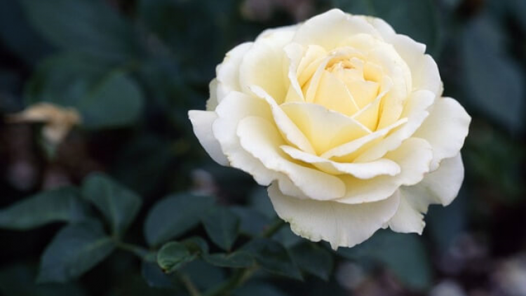 T'RUIH PA XUL T'NGAY 6/9/2019