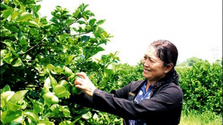 Ma nứih ca van cơnh lâng thương hiệu