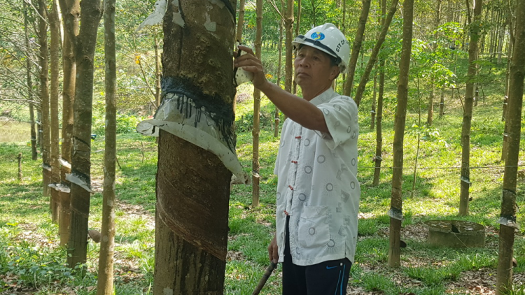 Quảng Nam: Vàng bhoóc n’tộ chr’nắp, đhanuôr lum zr’nắh k’đháp