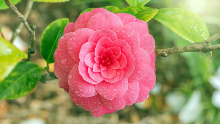 T'RUIH T'NGAY 25/11/2019