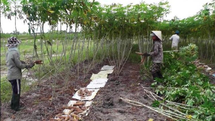 Quảng Trị: Đhanuôr Hướng Hoá chóh a rong cắh ắt cóh zr’lụ quy hoạch lum zr’nắh k’đháp ooy thị trường pa câl.