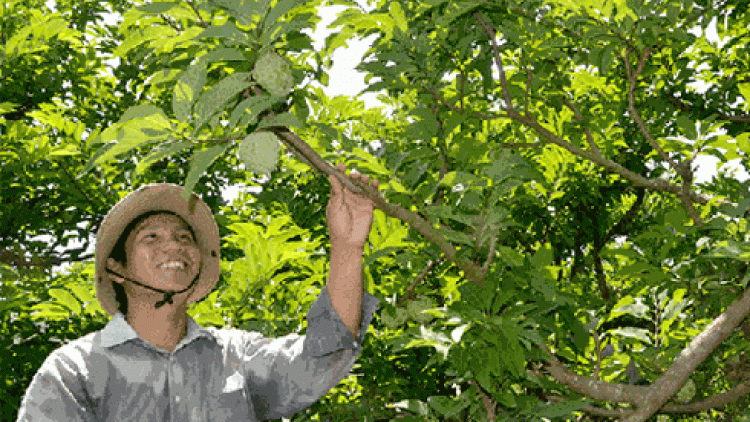 Bh’rợ bhrợ têng kinh tế liêm choom âng đhanuôr da ding k’coong Ninh Thuận
