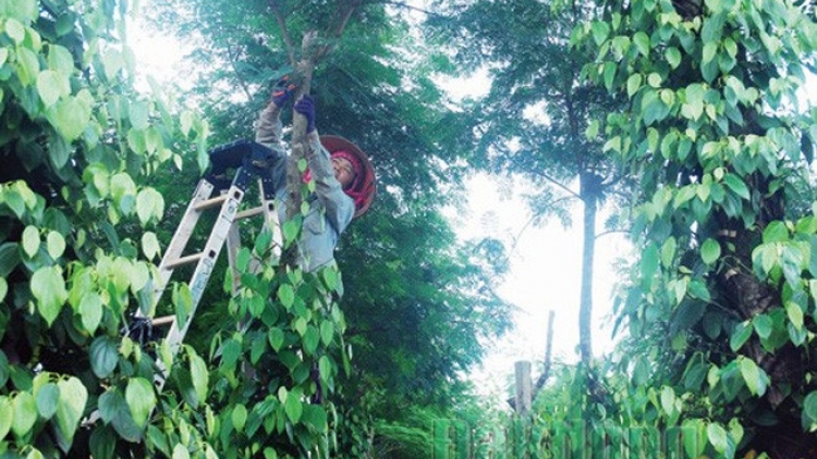 Đắc Nông: Kiêng vêy pr’đơợ liêm k’rơ đoọng ha hợp tác xã chóh bhrợ a moót liêm