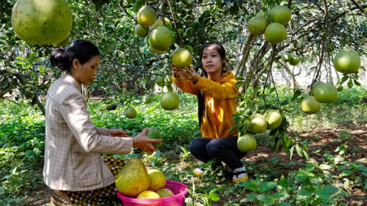 Đồng Nai: Cắh ơy đươi dua râu liêm choom tơơm ríah âng píh bhung Tân Triều