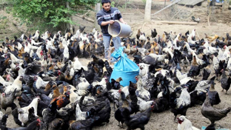 Băn a tứch tăm p’lóh cóh da ding, c’lâng bh’rợ bhrợ t’váih cr’van đoọng ha đhanuôr da ding k’coong