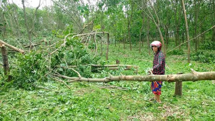 Quảng Trị: Lưm k’đháp đhị quy hoạch chóh cao su