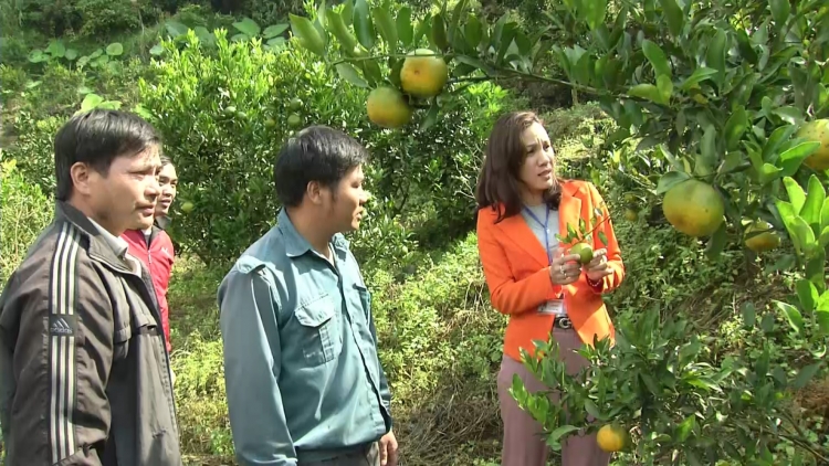 Lào Cai: Rau liêm choom bấc pa bhlâng tơợ t’nơơm píh bặ âng đhăm k’tiếc Mường