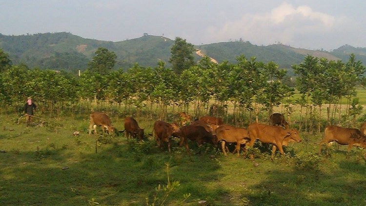 Lê Văn Tựu điển hình padưr pa’xớc pr’ắt tr’mung cóh k’coong ch’ngai A Lưới