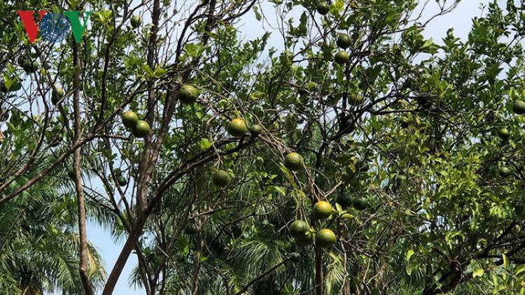 Đồng bằng k’ruung Cửu Long: Đhanuôr cắh năl cơnh p’gớt bhrợ tu zên pa câl píh ngam ặt xiêr
