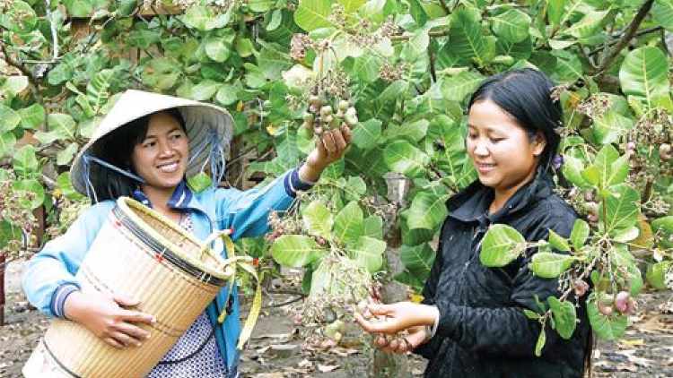 Bình Phước: Bhrợ ha cơnh đoọng padưr pa’xớc ngành điều nhâm mâng?