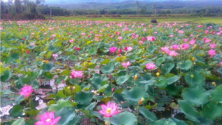 Pa chô zên tơợ sen