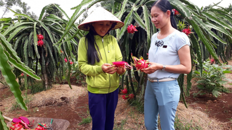 Hướng Hóa: Thanh long loom bhrôông chô đơơng râu liêm choom ha pr’ặt tr’môông