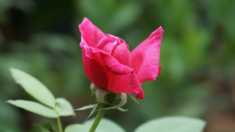 MỸ LINH_ LỜI TỎ TÌNH CỦA MÙA XUÂN, HOA CỎ MÙA XUÂN