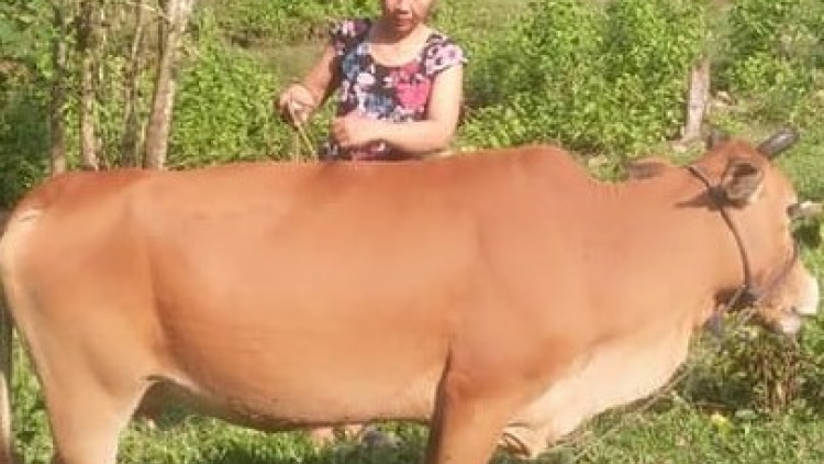 Trao đổi: “Nông dân Cơ Tu với kinh nghiệm chăn nuôi bò”