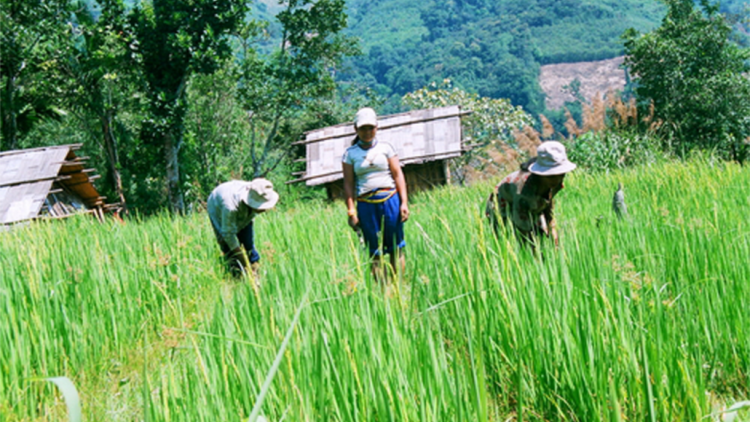 Ma nứih cóh bhrợ ha rêê