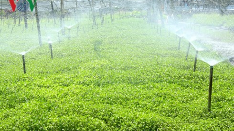 Vĩnh Long: Bh’nơơn đơơng chô tước k’ha riêng ức đồng tợơ cr’noọ bh’rợ chóh bhêy xà lách xoong