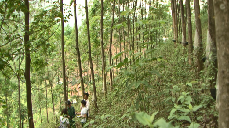 Chô ha ooy cao su Sơn La