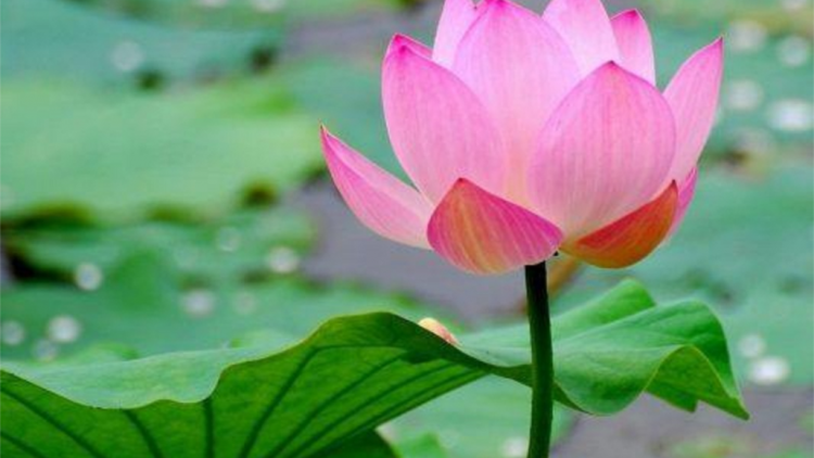 T'RUIH PA XUL T'NGAY 01/01/2022