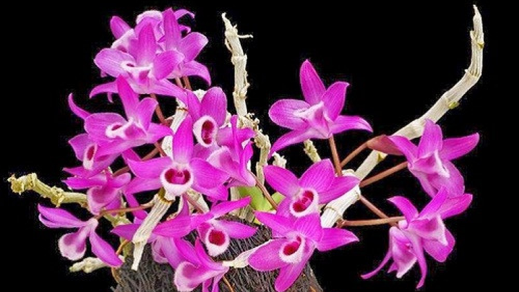 T’RUIH T’NGAY 27-01- 2020