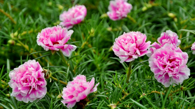 T'RUIH T'NGAY 18/2/2020