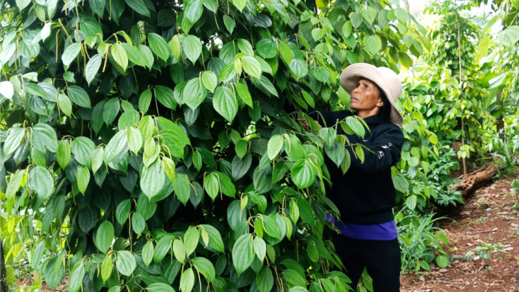 Đắk Lắk: Manúh pân đil Ê Đê bhrợ cha choom