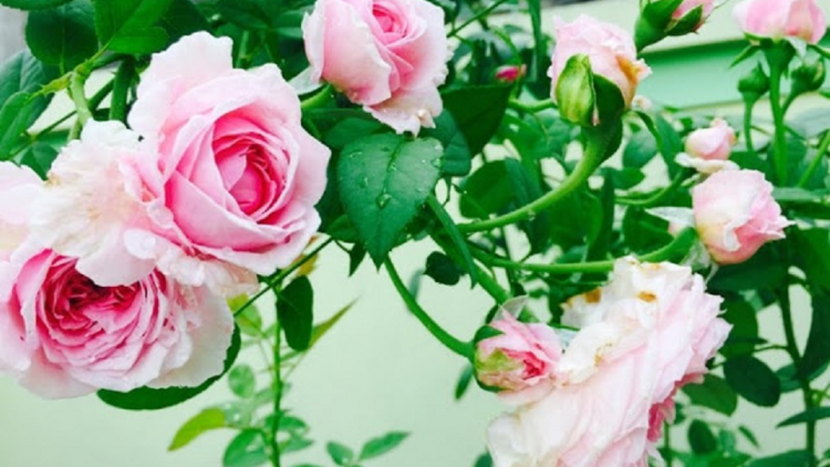 T'RUIH T'NGAY 3/8/2021