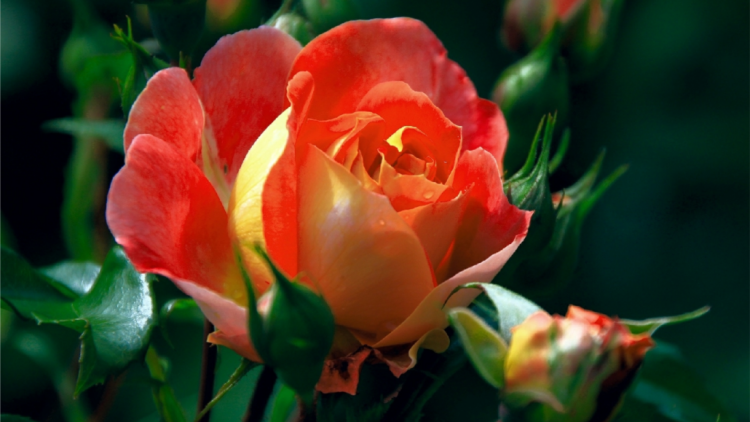 T’RUIH T’NGAY 5-10