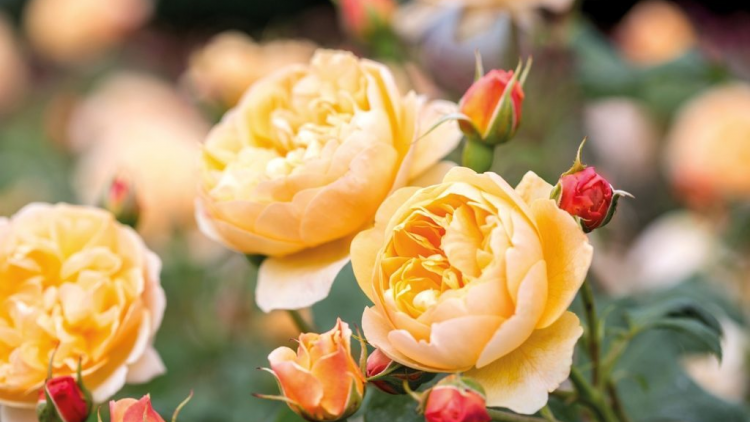 T'RUIH T'NGAY 6/12/2019