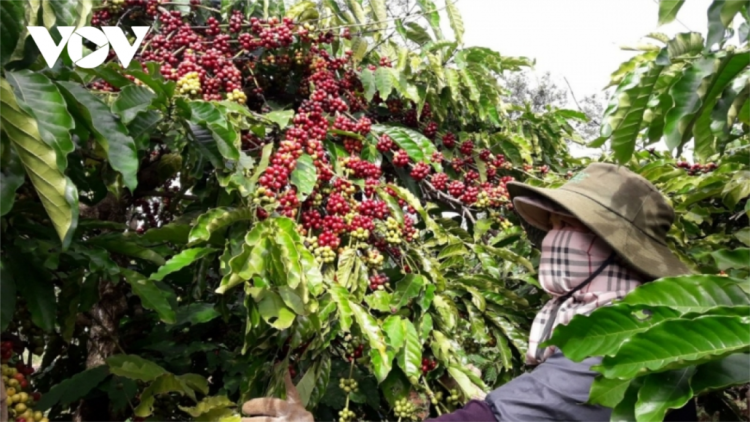 Đhanuôr Gia Lai bhrợ phân hữu cơ, bhrợ cơnh liêm choom lâng đhr’năng zên câl phân dzoóc dal