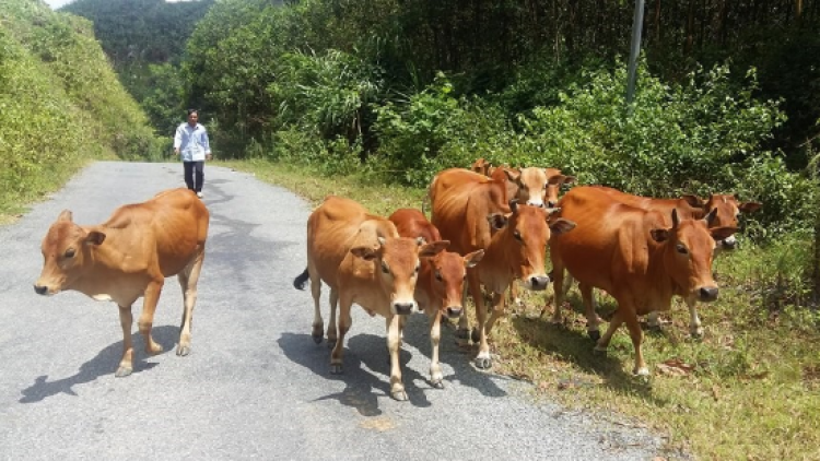 Liêm choom tơợ xa nay bh’rợ đoọng m’ma c’roóc ha đhanuôr Quảng Nam