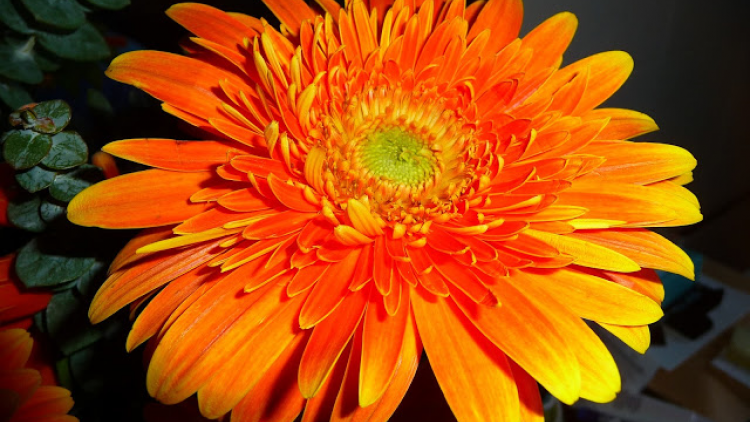 T’RUIH T’NGAY 2-8- 2020