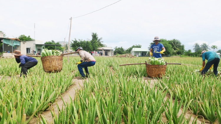 Đhanuôr Ninh Thuận dưr ca van đươi tợơ tơơm nha đam