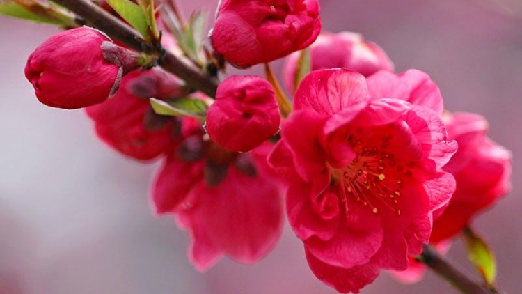 T'RUIH T'NGAY 8-2-2021