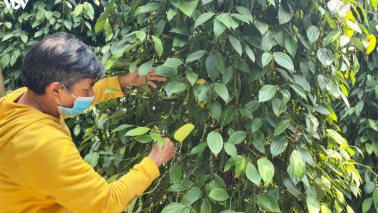 Gia Lai chóh a’moót nhâm mâng, đhanuôr bơơn bhrợ bấc