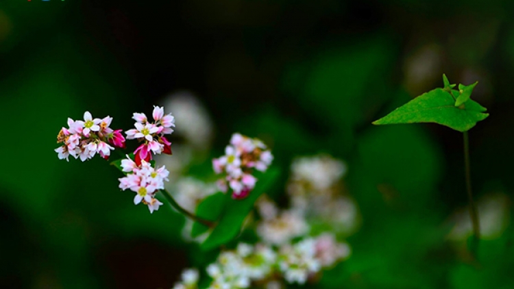 T'RUÍH PHÁT THANH T'NGAY 11-12