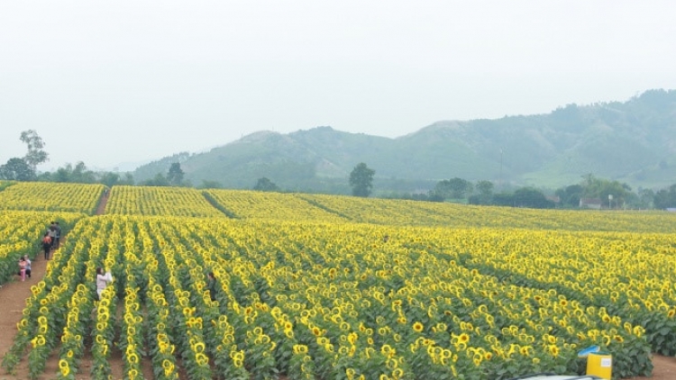Nghệ An tơợp bhrợ t’ngay bhiệc bhan pô hướng dương