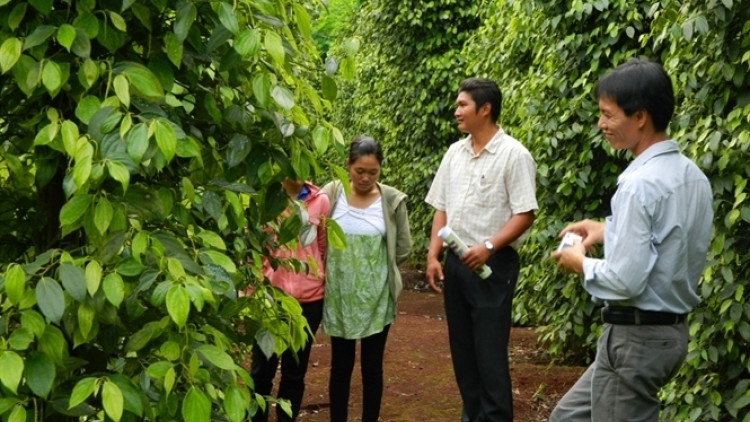 Đắc Lắc: 350 khuyến nông viên cơ sở bơơn ra văng đoọng c’năl xay bhrợ pr’lúh răng đơớh, chêệt k’zíh ha tơơm a moọt