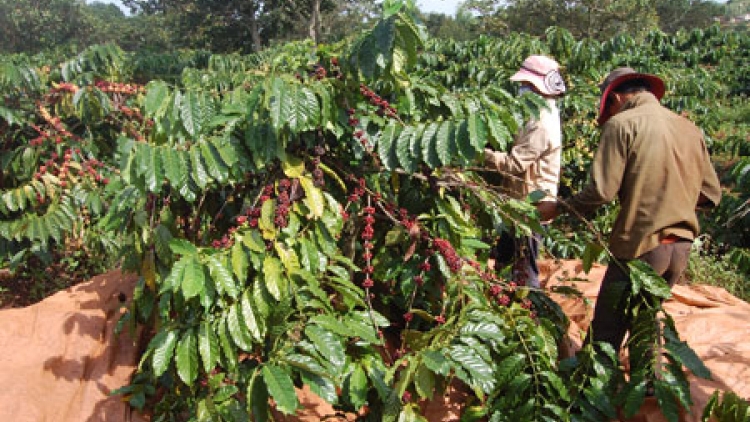 Đắc Lắc nắc ơy bơơn pếêh xang k’nặ 193.000ha cà phê hân noo 2016-2017