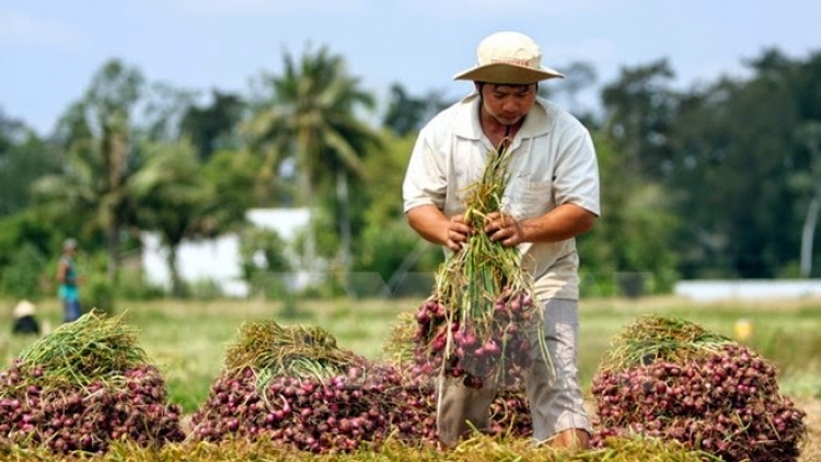 Tiền Giang: Đhanuôr bil hân noo ha điu bhrậu Tết